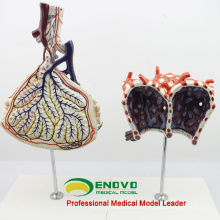 LUNG07 (12504) Modelo anatómico humano Lóbulo y alveolo de pulmón, Anatomía Modelos&gt; Respiratorio